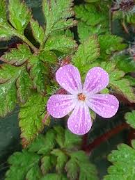 Attēlu rezultāti vaicājumam “Geranium robertianum leaf”