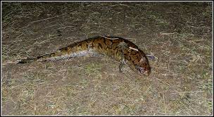 Attēlu rezultāti vaicājumam “Laccognathus panderi”