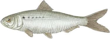 Image result for Alosa mediocris