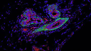 Attēlu rezultāti vaicājumam “Bryum funkii cells”