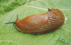 Attēlu rezultāti vaicājumam “Arion lusitanicus”