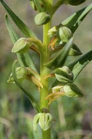 Attēlu rezultāti vaicājumam “Coeloglossum viride flower”