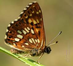 Attēlu rezultāti vaicājumam “Hamearis lucina underside”