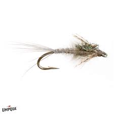 Attēlu rezultāti vaicājumam “Thecabius affinis nymph”