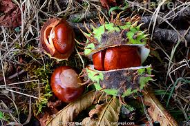 Attēlu rezultāti vaicājumam “Aesculus hippocastanum fruit”
