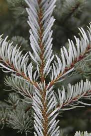 Attēlu rezultāti vaicājumam “Abies veitchii”