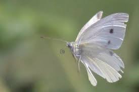 Attēlu rezultāti vaicājumam “Pieris rapae female”