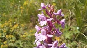 Attēlu rezultāti vaicājumam “Gymnadenia conopsea leaf”