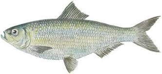 Image result for Alosa pseudoharengus