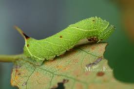 Attēlu rezultāti vaicājumam “Laothoe populi larva”