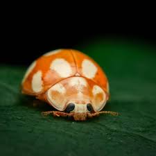 Attēlu rezultāti vaicājumam “Calvia decemguttata larva”