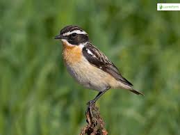 Attēlu rezultāti vaicājumam “Saxicola rubetra”