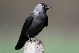Attēlu rezultāti vaicājumam “Corvus monedula adult”