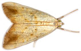 Attēlu rezultāti vaicājumam “Evergestis extimalis”