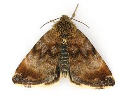 Attēlu rezultāti vaicājumam “Panemeria tenebrata”