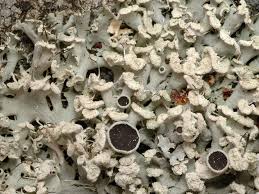 Attēlu rezultāti vaicājumam “Physcia tenella”