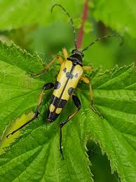 Attēlu rezultāti vaicājumam “Anastrangalia sanguinolenta male”