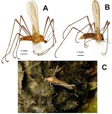 Attēlu rezultāti vaicājumam “Tipulidae female”