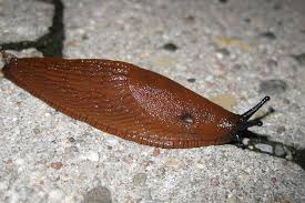 Attēlu rezultāti vaicājumam “Arion rufus”