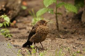 Attēlu rezultāti vaicājumam “Turdus merula juvenile”