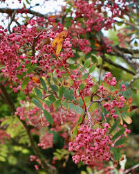 Attēlu rezultāti vaicājumam “Sorbus alnifolia fruit”
