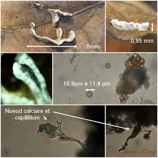 Attēlu rezultāti vaicājumam “Diderma montanum var. album spores”