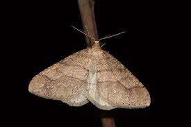 Attēlu rezultāti vaicājumam “Agriopis marginaria”