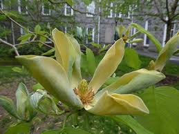 Attēlu rezultāti vaicājumam “Magnolia acuminata flower”