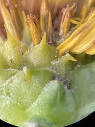 Attēlu rezultāti vaicājumam “Heterotrichia obvelata (syn. Arcyria obvelata) young”