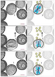 Attēlu rezultāti vaicājumam “Didymium spongiosum var. dictyospora spores”