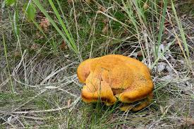 Attēlu rezultāti vaicājumam “Phaeolus schweinitzii”