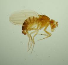 Attēlu rezultāti vaicājumam “Drosophila melanogaster”