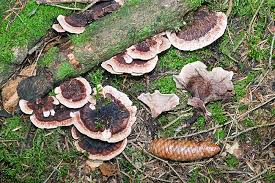 Attēlu rezultāti vaicājumam “Phellodon tomentosus”