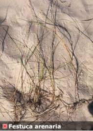 Attēlu rezultāti vaicājumam “Festuca arenaria”
