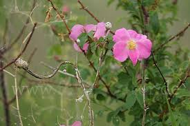 Attēlu rezultāti vaicājumam “Rosa glabrifolia”