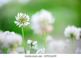 Attēlu rezultāti vaicājumam “Trifolium repens flower”