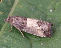 Attēlu rezultāti vaicājumam “Spilonota ocellana”