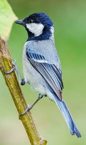 Attēlu rezultāti vaicājumam “Periparus ater adult”