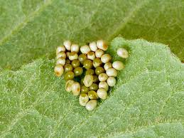 Attēlu rezultāti vaicājumam “Saturnia pavonia eggs”