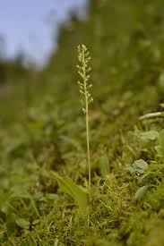 Attēlu rezultāti vaicājumam “Malaxis monophyllos leaf”
