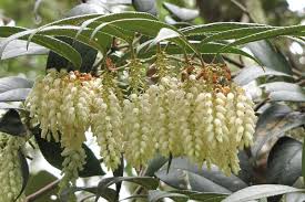 Attēlu rezultāti vaicājumam “Arthonia leucopellaea”