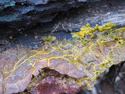 Attēlu rezultāti vaicājumam “Physarum rubiginosum plasmodium”