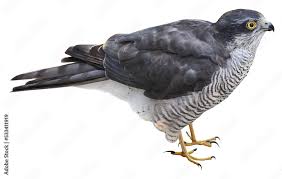 Attēlu rezultāti vaicājumam “Accipiter nisus”