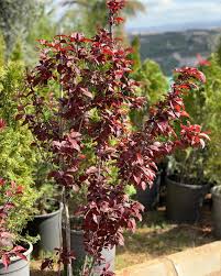 Attēlu rezultāti vaicājumam “Prunus cerasifera var. divaricata”