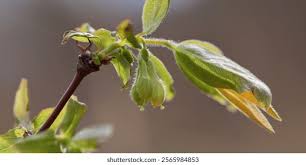 Attēlu rezultāti vaicājumam “Lonicera xylosteum bud”
