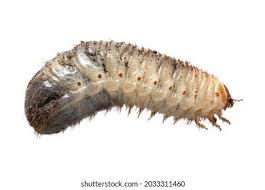 Attēlu rezultāti vaicājumam “Cetonia aurata imago”