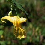 Attēlu rezultāti vaicājumam “Impatiens noli-tangere leaf”