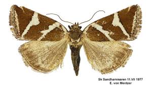 Attēlu rezultāti vaicājumam “Deltote bankiana”