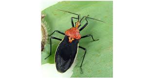 Attēlu rezultāti vaicājumam “Heteroptera”