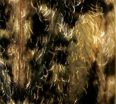 Attēlu rezultāti vaicājumam “Phytocoris tiliae imago”